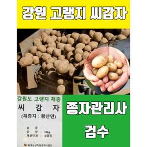 2024년 두백 씨감자 4kg, 씨감자 두백4kg(분감자), 1개