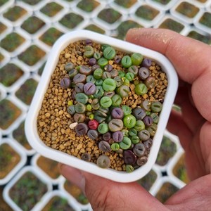 한선원 리톱스믹스 품종혼합 1포트 랜덤발송 lithops 어린이집 유치원 식목일, 1개, 보통