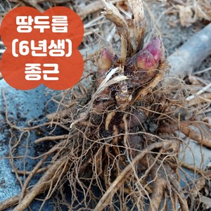 땅두릅 독활 모종 묘목 6년생 종근(모종) 바로 수확 5구 10구 20구, 5촉(구), 1개