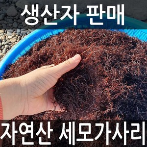 달빛바다수산 자연산 완도 세모가사리, 1팩, 200g