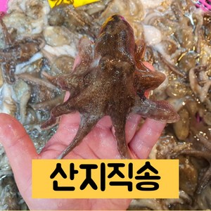 [당일조업] 제철판다 국내산 생물 활 쭈꾸미, 1개, 활 주꾸미 1kg