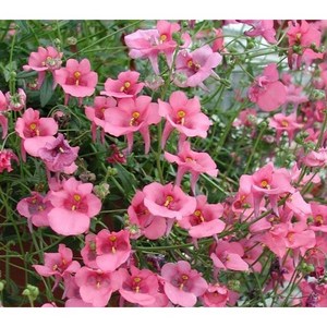 [모야모 꽃씨] 다이아시아(Diascia) 씨앗, 1개, 소포장 50립