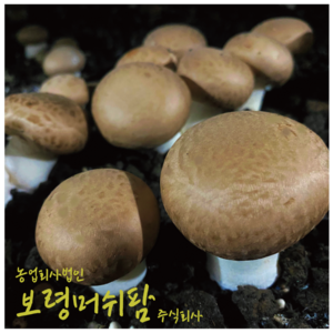 역전의부자농부(산지직송) 보령머쉬팜, 1개, 갈색양송이파지2kg