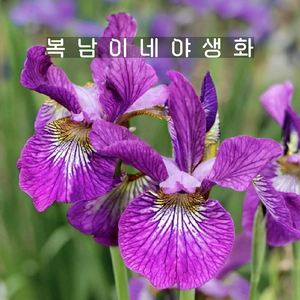 아이리스 시베리안 와인윙스 [1포트 복남이네야생화 iis sibeian], 1개