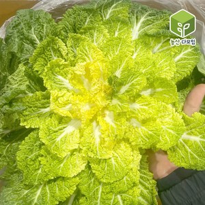 국내산 봄동배추 10kg, 1개