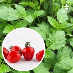 리틀플랜트 애플토마토모종, 노랑, 2개