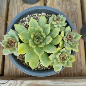 [수암다육] 흑장미 랜덤발송 Echeveria 'Black Rose' 랜덤발송 다육 다육이 다육식물 224, 1개