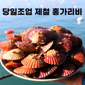 국산 당일조업 살통통 제철 홍가리비, 1개, 5kg (생물)