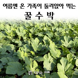 [모종심는아빠] 여름엔 온 가족이 둘러앉아 먹는 꿀수박 모종, 3개, 모종