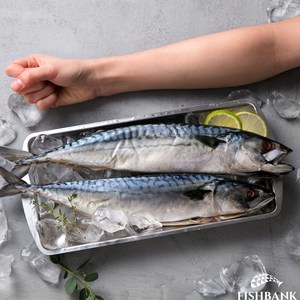 팔뚝 고등어자반 [2팩/1.8kg], 2세트