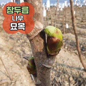 참두릅 나무 묘목 삽목 개량 10주 100주, 참두릅 묘목 30주