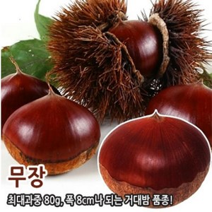 유실수 묘목/밤나무 왕밤 -분묘 지름[직경] 약2cm CH122, 1개
