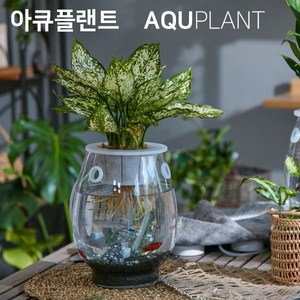 SM 아큐플랜트 25 [중], 1개