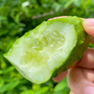 [특수농법] 아삭꽉찬 백다다기 오이지 오이, 1박스, 1kg