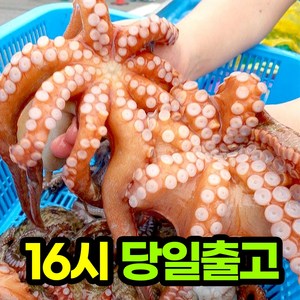 당일조업 당일배송 남해안 돌문어 1~3미, 1개, 1kg (1~3미)