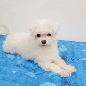 아쏘 강아지쿨매트 애견쿨매트 냉감패드, 아이스플라워, 1개
