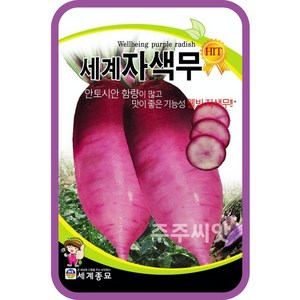 자색무 씨앗 100립 / 김장 가을 이색 무 종자 무우 puple adish seed, 1개