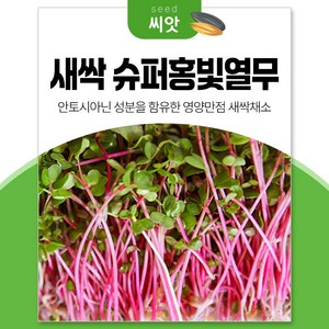 세경팜 슈퍼 홍빛열무 30g 새싹 채소 씨앗, 1개