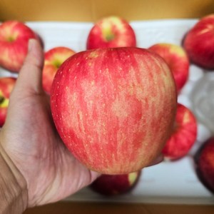 [농협공판장] 새벽 경매 농산물 도매시장 선별된 사과(특대과) 1kg 2kg 5kg 10kg 당도 선별 특상품 가정용 제철 산지 부사 홍옥 홍로 양광 감홍, 1개, 특대과 5kg 이상 (13~16과 내외)
