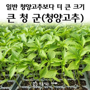 [모종심는아빠] 청양고추의 개량종 큰청군 청양고추 모종, 모종12개, 1개
