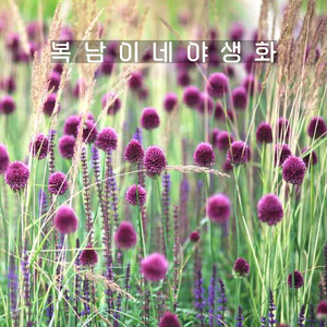 알리움 드럼스틱 [3포트 포트당3구식재 복남이네야생화 구근식물 장구채산마늘 allium], 3개