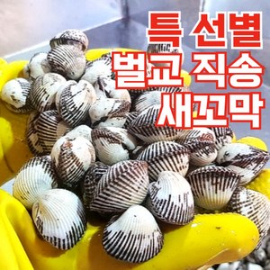 오복이네 벌교 꼬막 산지직송 생물 새꼬막 대사이즈, 1개, 2kg