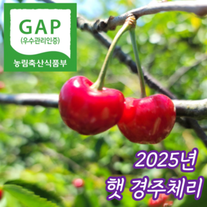 [당일수확] 최상급 국산 경주 생 체리, 1개, 2kg