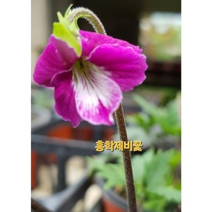 [비젼플라워] 야생화--노지월동 잘되는 제비꽃-홍학제비꽃, 1개, 00