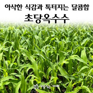 [모종심는아빠] 아삭한 식감에 톡톡 터지는 달콤함 초당옥수수 모종, 모종12포트, 1개