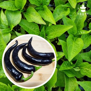 리틀플랜트 가지고추 모종, 2개