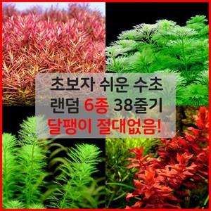 [착한수초] 초보자 수초 6종 38줄기 어항 키우기 쉬운 초보수초 구피 새우 치어 베타 은신처, 1개