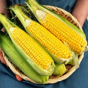 햇살농원 아삭 달콤 고당도 햇 초당옥수수 제철 노란옥수수, 5개, (대) 14~16cm내외