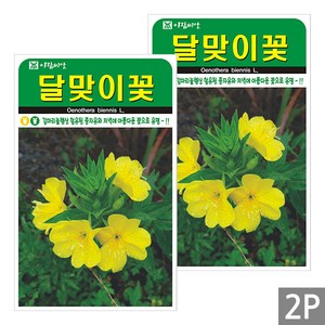 세인화분 달맞이꽃 4000립 - 야생화 꽃 씨 씨앗, 2개