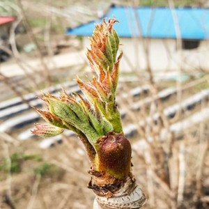 민두릅나무 묘목 h50cm 전후 1주 두릅나무, 1개