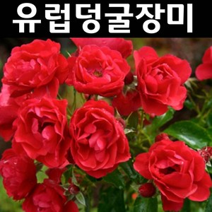 유럽사계넝쿨장미(스칼렛메이딜란트) 나무 묘목 개화주 포트 1개