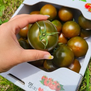 흑토마토 쿠마토 블랙토마토 흙토마토 검정토마토 못난이흑토마토 기스흑토마토 가정용흑토마토, 1박스, 3KG(중/기스(가정용))