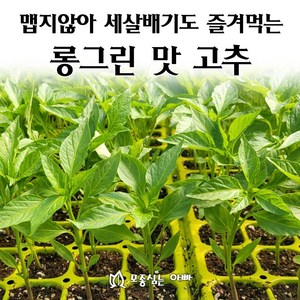 [모종심는아빠] 맵지않아 세살배기도 즐겨먹는 롱그린맛고추 모종, 모종10개, 1개