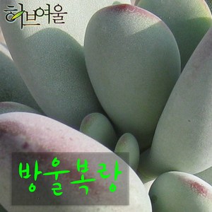 [허브여울다육] 방울복랑 지름 9cm 소품 다육화분, 1개