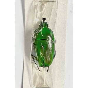 (Tigonophous dilutus) 딜루투스주걱뿔꽃무지 [C-11-90] 곤충표본, 25~30mm 내외, 1개