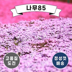 (나무85) 꽃잔디 포트 5종 시리즈, 5. 꽃잔디 무늬꽃잔디 포트 (10주묶음), 1개