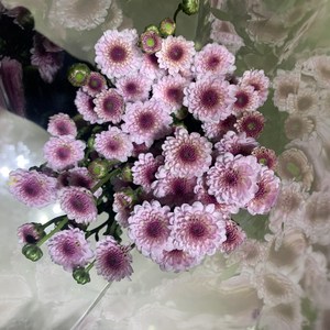 [사직생화] 보라 화이트 복색 소국 생화 한단, 1개