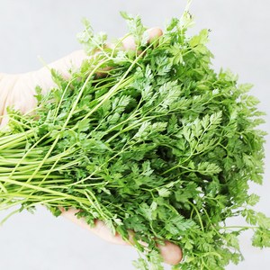 처빌 생잎 약10g(Chervil) 허브, 1개