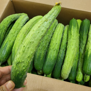 풀래음 못난이 공품 백오이 백다다기 오이 50개, 1개, 10kg