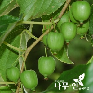 [나무인] 개량다래 왕다래 포트묘, 1개