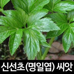 신선초 씨앗 명일엽 약초 종자 야생초 토종 씨 100알, 1개