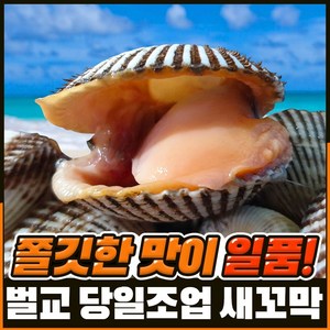 [벌교직송] 살이꽉찬 새꼬막 당일새벽조업, 상품2kg, 1개