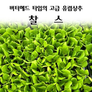 [모종심는아빠] 버터헤드타입의 고급 유럽상추 찰스 모종, 모종, 6개