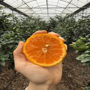 [제주직송] 제주 고당도 하우스 카라향, 1개, 못난이 10kg
