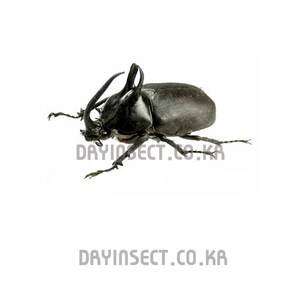 (Eupatous bimanicus) 비르마니쿠스장수풍뎅이 [D-262] 곤충표본, 45~49mm, 1개