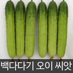 오이씨앗 오이 씨앗 백다다기오이 cucumbe seed 50알, 1개